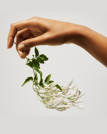 Hand mit Jasminzweig als Symbol für die florale Herznote von Tommy Girl